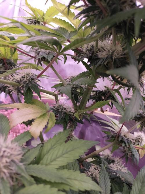 Gelato 41 flowering | Seedstockers. Week 4