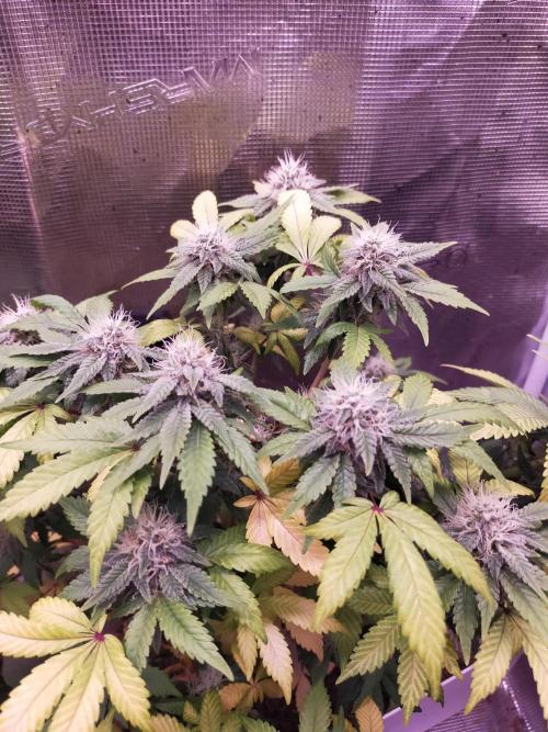 Gelato 41 flowering | Seedstockers. Week 4