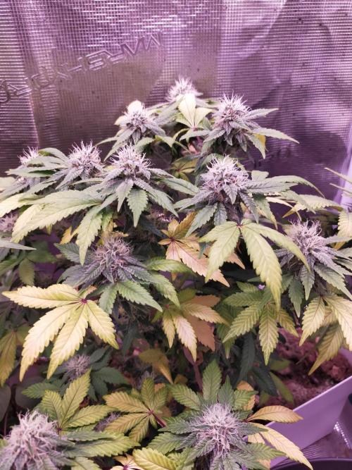 Gelato 41 flowering | Seedstockers. Week 4