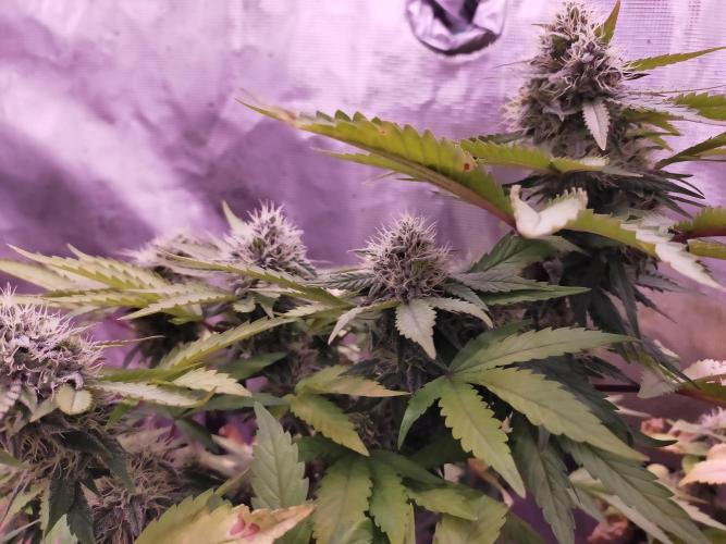 Gelato 41 flowering | Seedstockers. Week 5