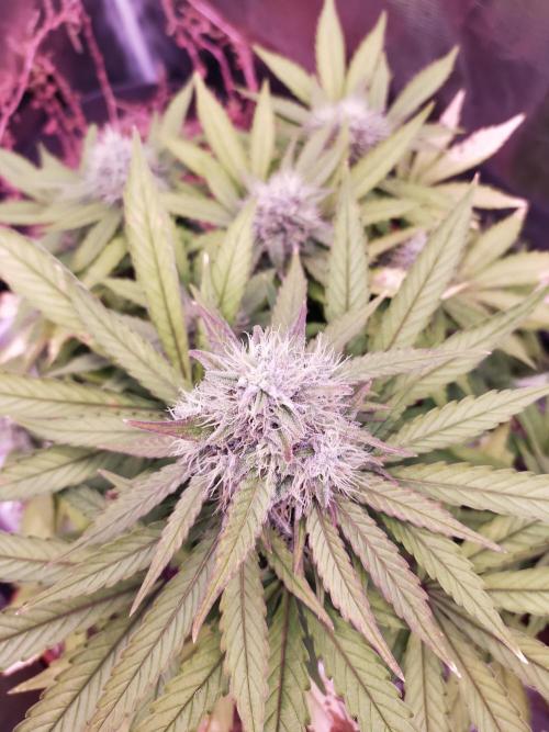 Gelato 41 flowering | Seedstockers. Week 5