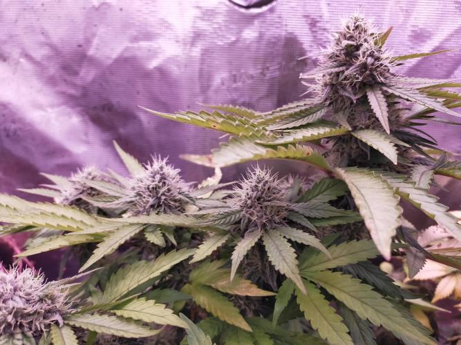 Gelato 41 flowering | Seedstockers. Week 5