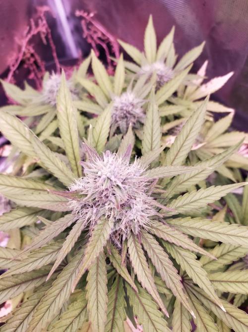 Gelato 41 flowering | Seedstockers. Week 5