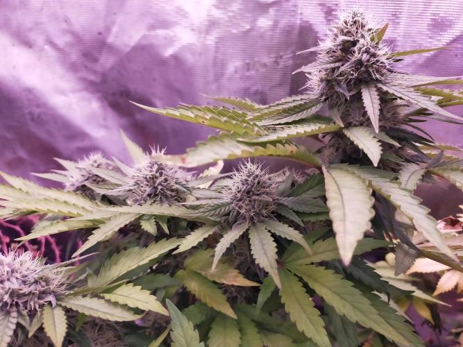 Gelato 41 flowering | Seedstockers. Week 5