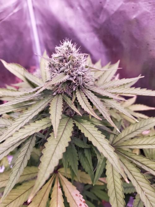 Gelato 41 flowering | Seedstockers. Week 5