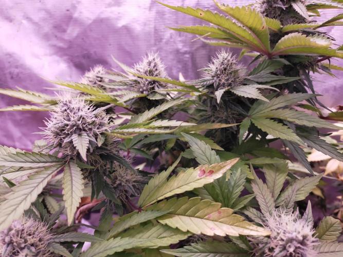 Gelato 41 flowering | Seedstockers. Week 5