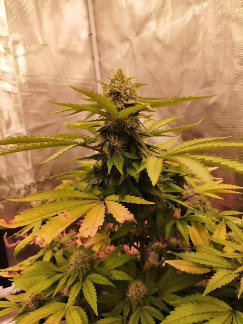 Gelato 41 flowering | Seedstockers. Week 5