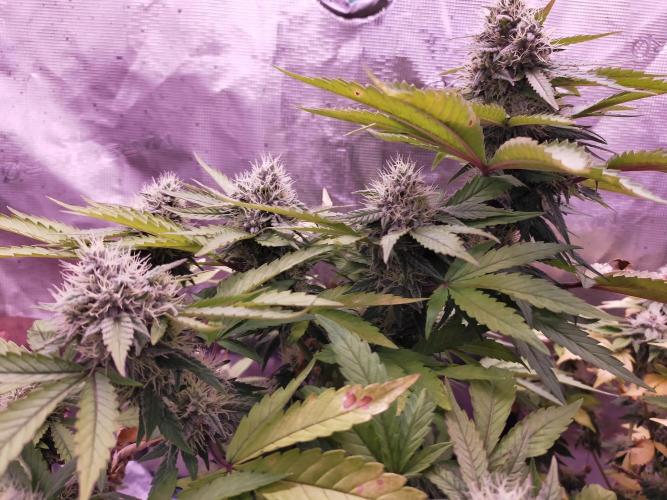 Gelato 41 flowering | Seedstockers. Week 5