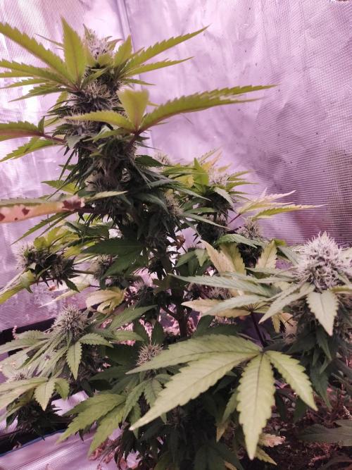 Gelato 41 flowering | Seedstockers. Week 5