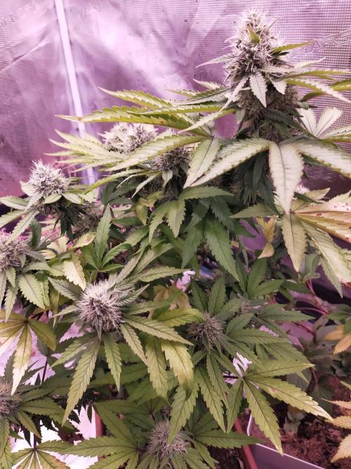 Gelato 41 flowering | Seedstockers. Week 5