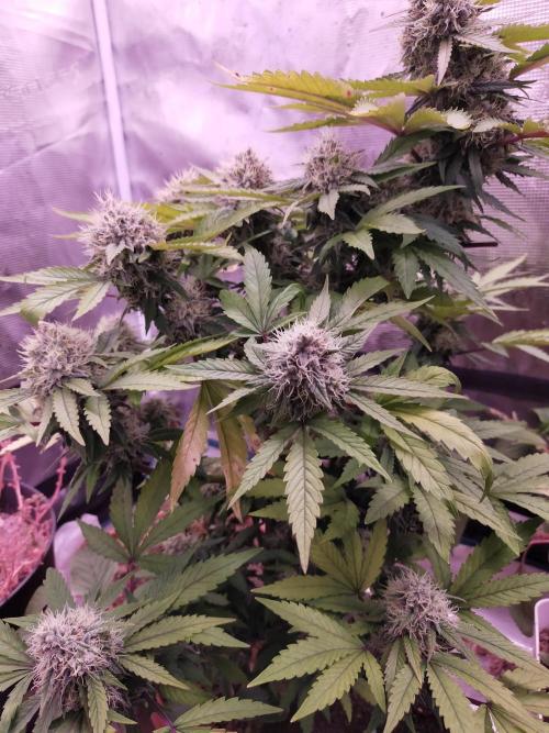 Gelato 41 flowering | Seedstockers. Week 6