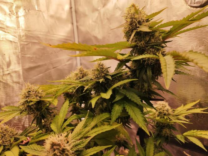 Gelato 41 flowering | Seedstockers. Week 6