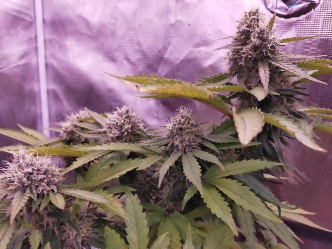 Gelato 41 flowering | Seedstockers. Week 6