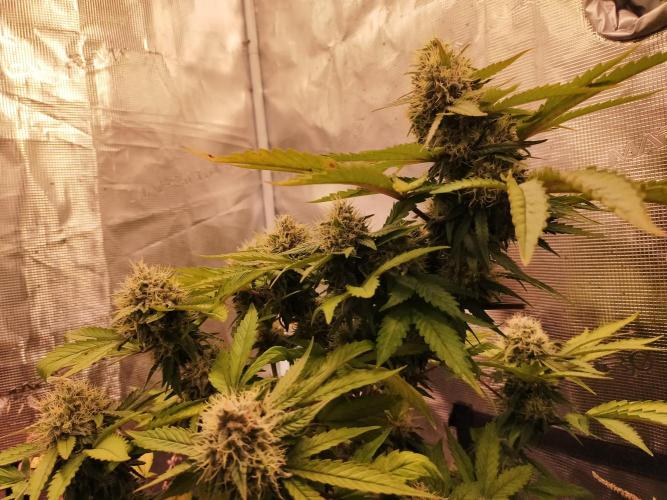 Gelato 41 flowering | Seedstockers. Week 6
