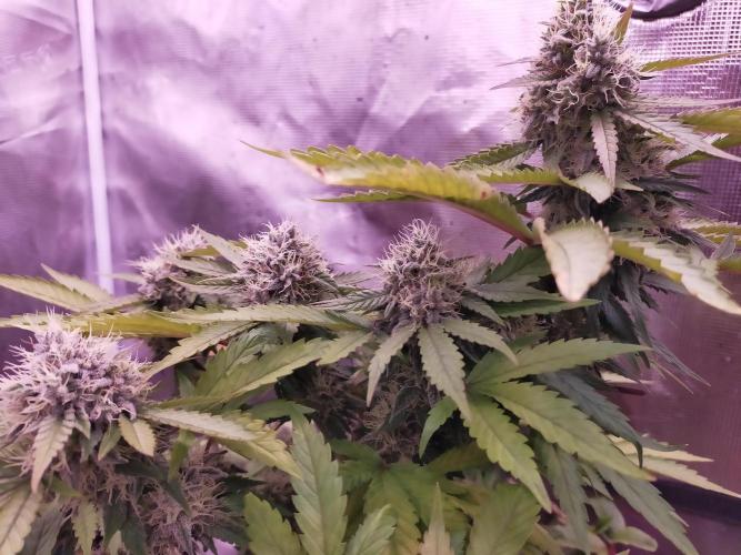 Gelato 41 flowering | Seedstockers. Week 6