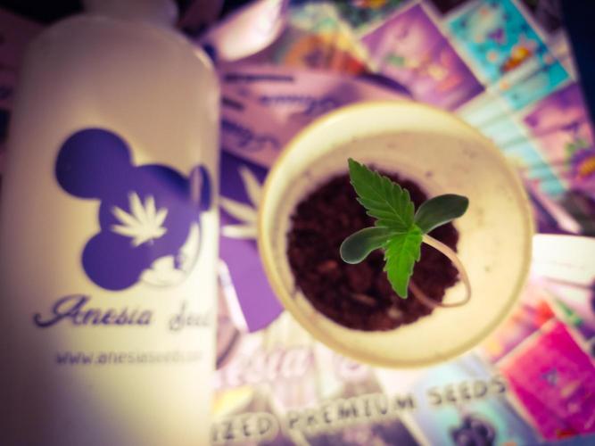 Rose Soda 34-36% thc. Week 1