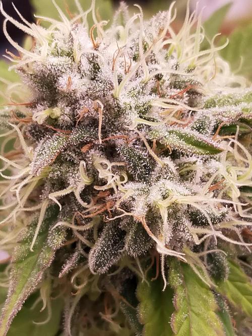 Gelato 41 flowering | Seedstockers. Week 7