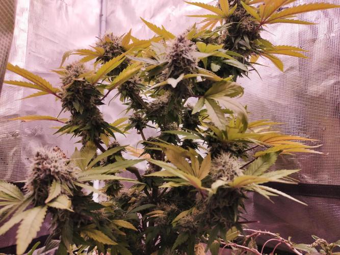 Gelato 41 flowering | Seedstockers. Week 7