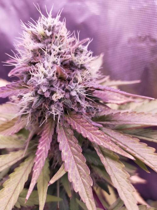 Gelato 41 flowering | Seedstockers. Week 7