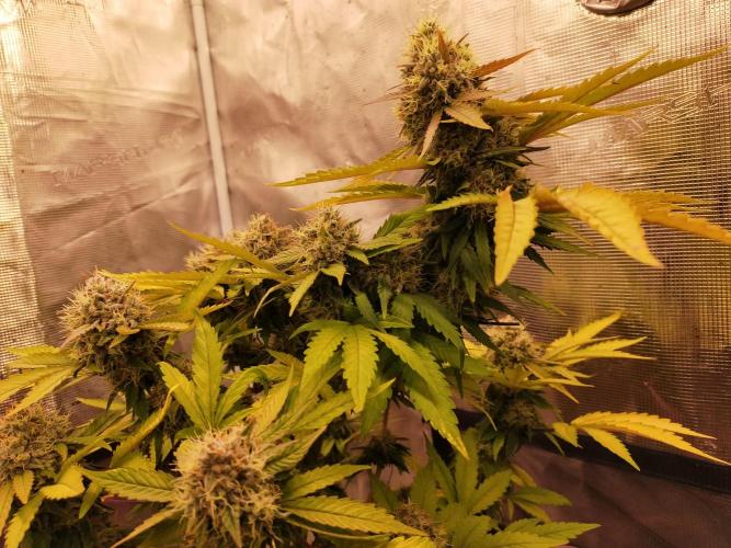 Gelato 41 flowering | Seedstockers. Week 7