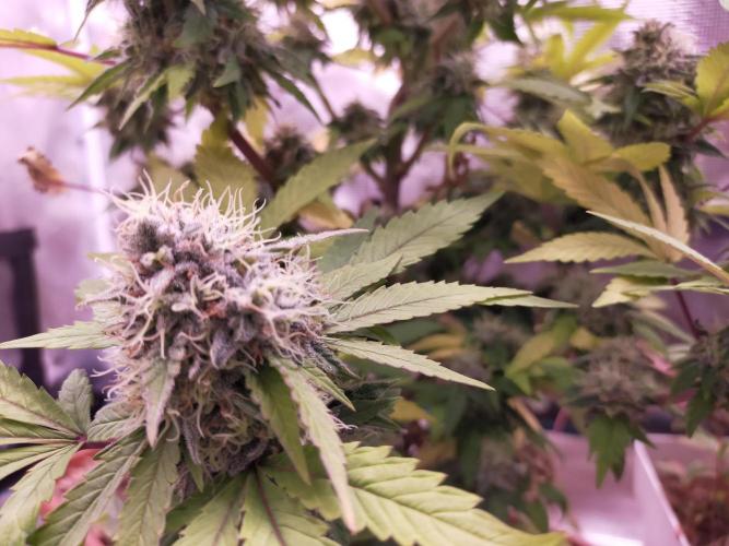Gelato 41 flowering | Seedstockers. Week 7