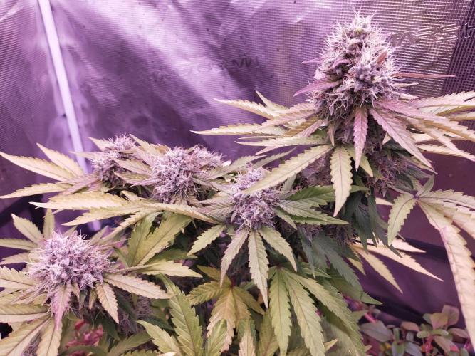 Gelato 41 flowering | Seedstockers. Week 7