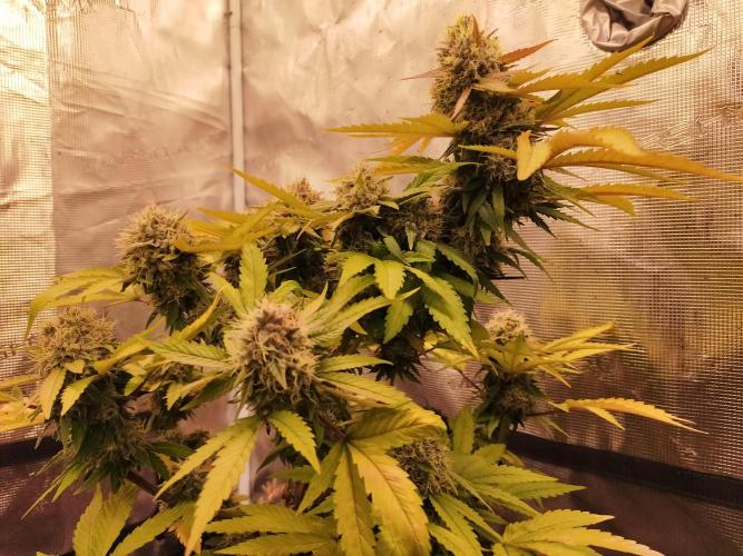 Gelato 41 flowering | Seedstockers. Week 7