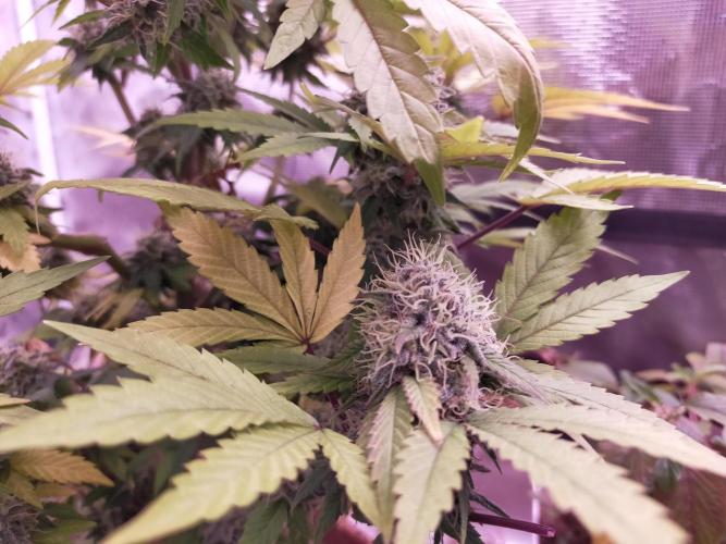 Gelato 41 flowering | Seedstockers. Week 7