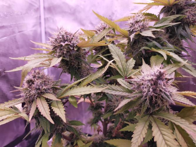Gelato 41 flowering | Seedstockers. Week 7