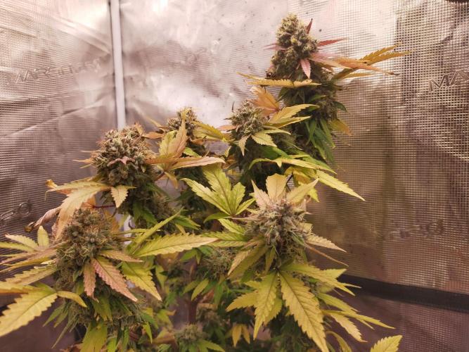 Gelato 41 flowering | Seedstockers. Week 8
