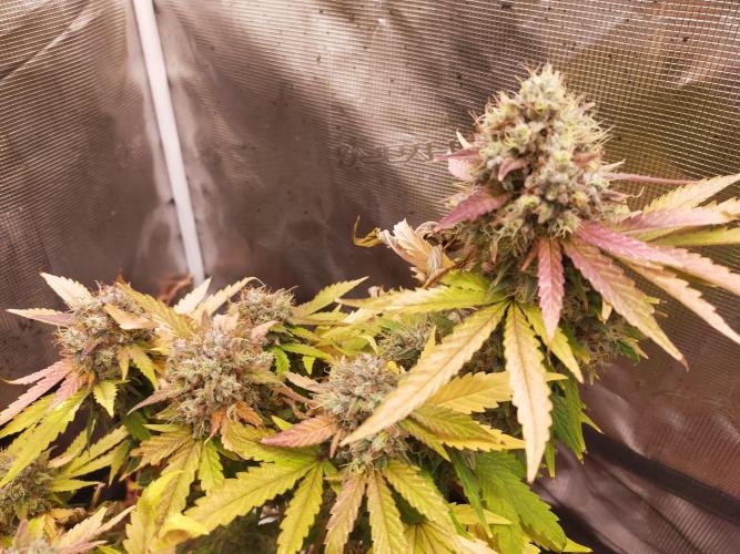 Gelato 41 flowering | Seedstockers. Week 8