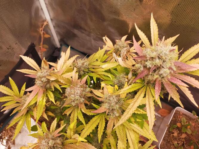 Gelato 41 flowering | Seedstockers. Week 8
