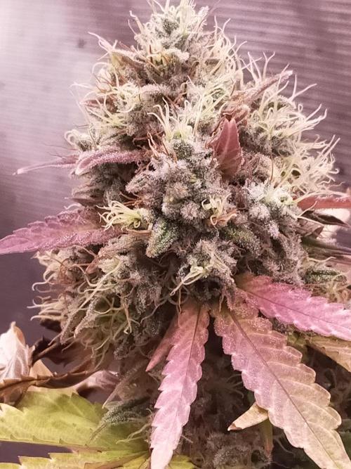 Gelato 41 flowering | Seedstockers. Week 8