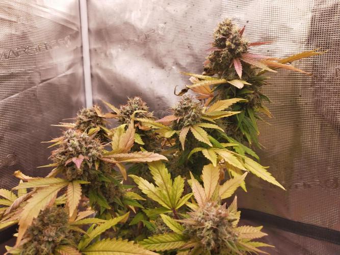 Gelato 41 flowering | Seedstockers. Week 8