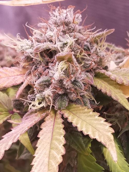 Gelato 41 flowering | Seedstockers. Week 8