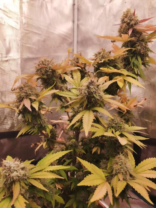Gelato 41 flowering | Seedstockers. Week 8