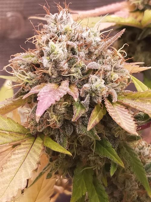 Gelato 41 flowering | Seedstockers. Week 8