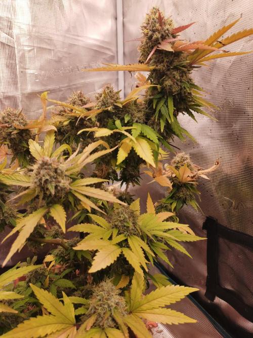 Gelato 41 flowering | Seedstockers. Week 8
