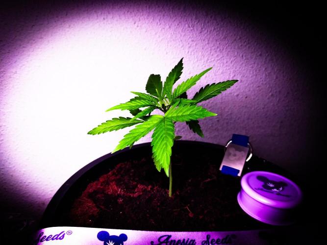 Red Line 37% thc. Week 3