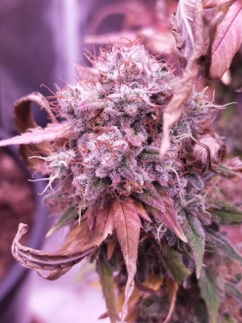 Gelato 41 flowering | Seedstockers. Week 9