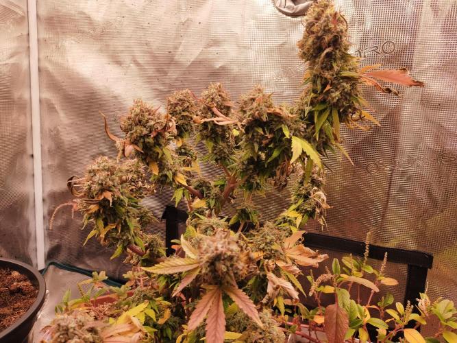 Gelato 41 flowering | Seedstockers. Week 9