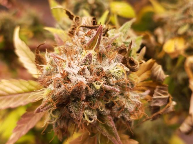 Gelato 41 flowering | Seedstockers. Week 9
