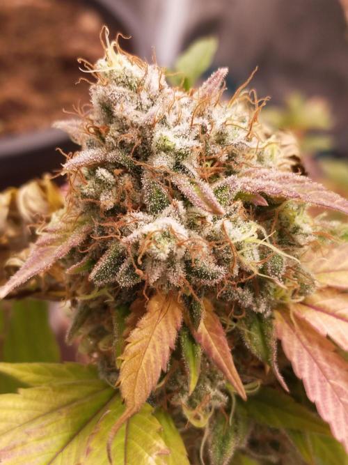Gelato 41 flowering | Seedstockers. Week 9