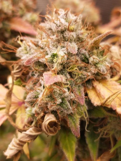 Gelato 41 flowering | Seedstockers. Week 9
