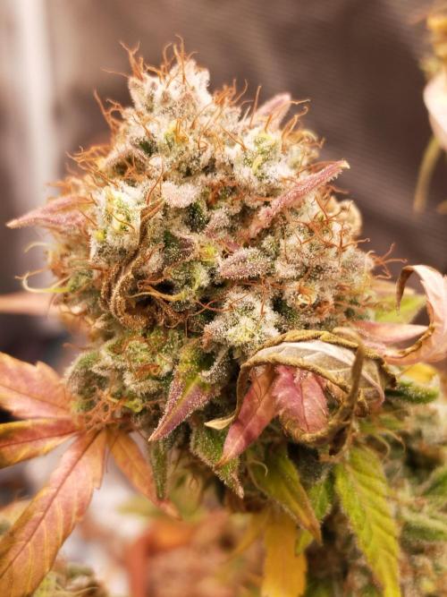 Gelato 41 flowering | Seedstockers. Week 9