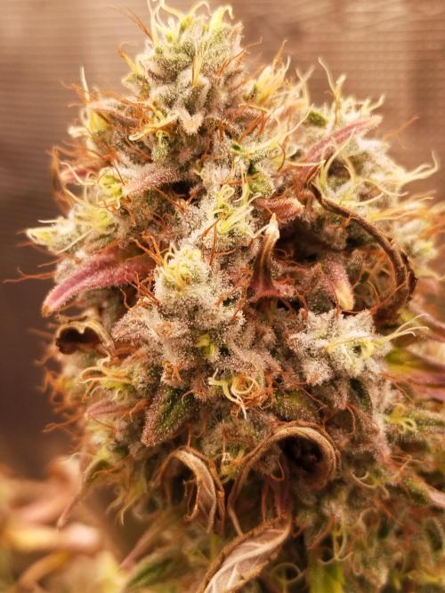 Gelato 41 flowering | Seedstockers. Week 9