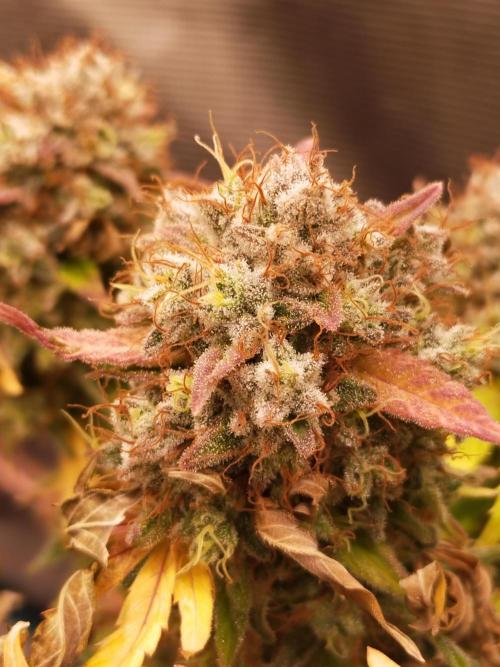 Gelato 41 flowering | Seedstockers. Week 9