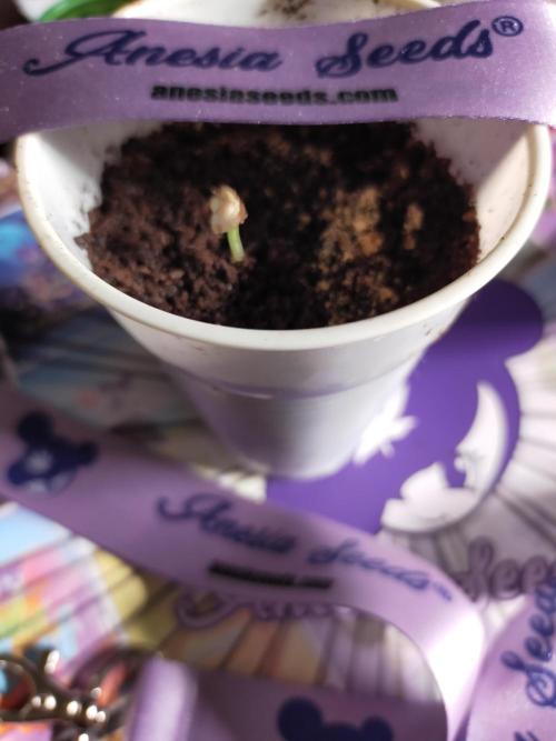 Coco jambo ❤️mutant/alien❤️. Week 1