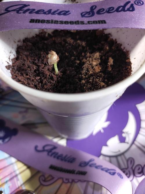 Coco jambo ❤️mutant/alien❤️. Week 1
