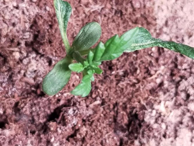 Coco jambo ❤️mutant/alien❤️. Week 3